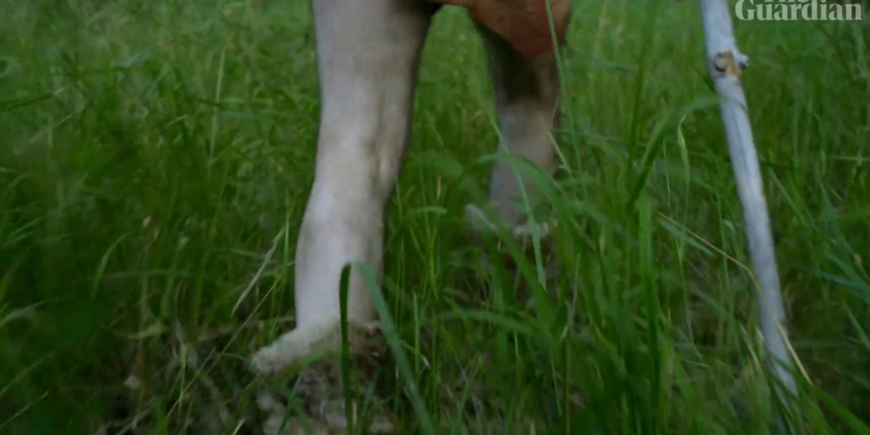 Robert Beyer in »Neanderthal«. Videostill.